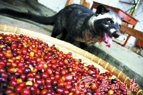 猫粪咖啡价值千金 麝香猫助菲律宾农民致富